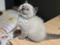 British Shorthair ve Blue Point