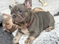 French Bulldog Yavruları