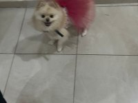 3 Yaşına girecek kız pomeranian boo köpeğimiz