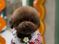 Safkan Kore Poodle