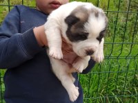 DİKKAT ÇEKEN DEV ALABAY YAVRULARI