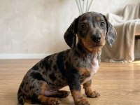 BLUE MERLE DACHSHUND BEBEKLERİMİZ AŞILI NADİR