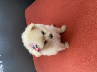 Pomeranian 45 günlük köpekler