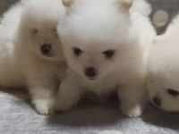 Pomeranian boo yavrularımız