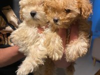 Apricot kilo garantili poodle yavrular