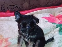 Bir kızımız ve bir oğlumuz var 50 günlük köpekler