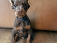 Ruhsatlı köpek çiftliğinden doberman yavrular