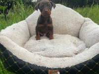 Gücün ve asaletin buluştuğu doberman yavrular