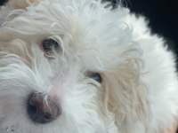 5 aylık maltipoo yavru