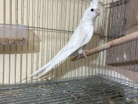 KUSURSUZ DAMIZLIK ALBİNO ERKEK SULTAN PAPAĞANI