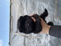 Mükemmel kalite CHOW CHOW yavrular