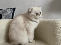 Beyaz scottish fold