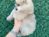 Erkek orange pomeranian boo