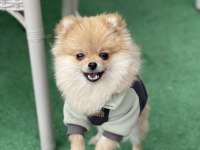 5 Aylık Dişi Pomeranian Boo