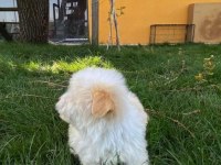 Terrier maltipoo KAR BEYAZI yavrular