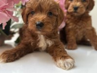 Toy Poodle Bebekleri