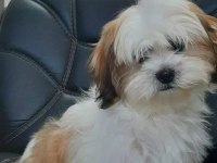 Shih Tzu Bebekleri Yeni Ailesine Gitmeye Hazır