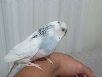 Konuşan Ele Alışık Muhabbet Kuşu