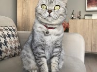 69 Günlük Dişi British Shorthair