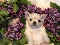Sevimli Chihuahua Yavru