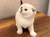 Safkan british shorthair ve scottish fold yavrular