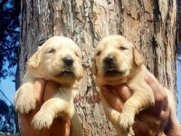 Golden bebekler retriever
