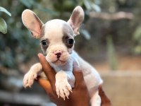 A KALİTE FRANSIZ BULLDOG YAVRULARIMIZ