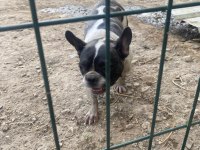 Fransız Bulldog Köpeği Dişi