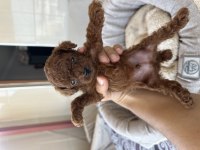 En İyi Poodle Benim Olsun Diyenlere