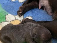 French Bulldog 3 Aylık Erkek