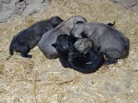 Dünya geneli kangal köpeği gönderim vardır