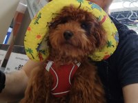 Poodle Tatlı Bıdık Aresim