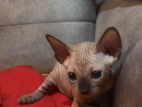 Son iki yavru sfenks