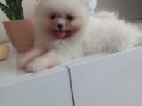 DİŞİ 2.5 AYLIK POMERANİAN BOO YAVRUMUZ