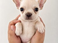 French Bulldog Yavrular