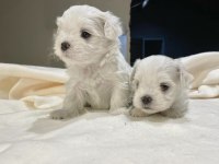 HİPOALERJENİK MALTESE YAVRULAR