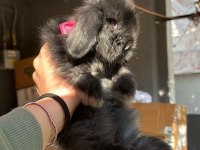 Veteriner hekimden yavru lop tavşanlar