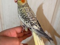 50 günlük kusursuz pearl sultan papağanı bebek