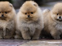 AYI SURAT ORJİNAL TAYLAND POMERANİAN BOO YAVRULAR