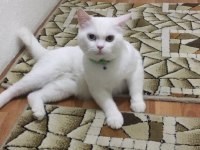 Dokuz aylık oğlumuza Yeni sahipleri aranıyor kedim