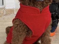 4 AYLIK ERKEK RED BROWN (KIZIL KAHVERENGİ) LABRADOODLE