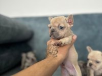 SHOW KALİTE FRENCH BULLDOG BEBEKLER