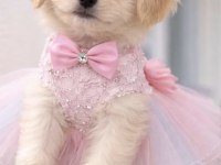 Maltipoo yavrum 55 günlük