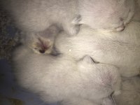 4 günlük siyam kedisi yavru