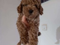 Poodle bebeklerimiz yeni yuvalarını bekliyor