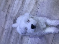 Terrier maltese