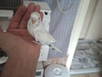 Yavru yeme düşecek muhabbet kuşları