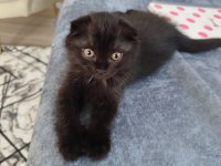 Tuvalet eğitimi var 2 aylık scottish fold