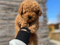Toy Poodle Yavrular