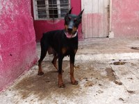 1 buçuk yaşında üst düzey dişi doberman